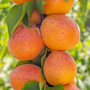 Карликовий абрикос Принц Март