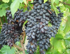 Виноград Сувенир черный