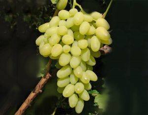 Виноград Зарница