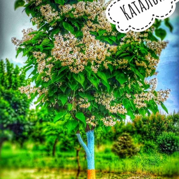 Катальпа