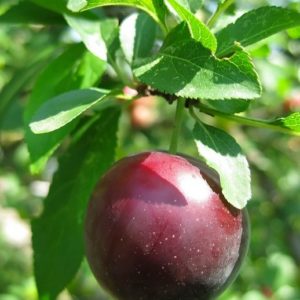 Алича Кремінь