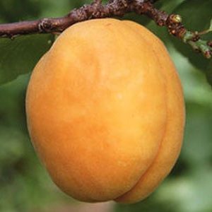 Абрикос Ананасний Цурюпінський