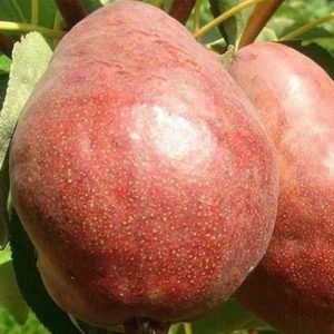 Груша Киргизька зимова