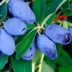 Жимолость Бореал Біст