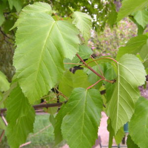 Клен татарський