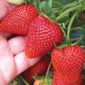 Полуниця Аллєгро