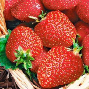 Полуниця Альба