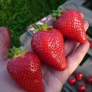 Полуниця Сандра