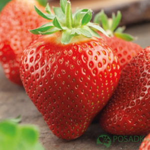 Полуниця Федеріка