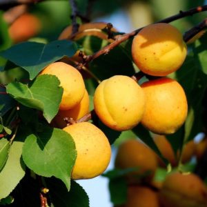 Абрикос Самбурський ранній