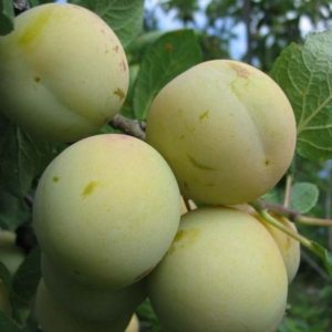Слива Ренклод ранній