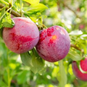 Слива Сатсума