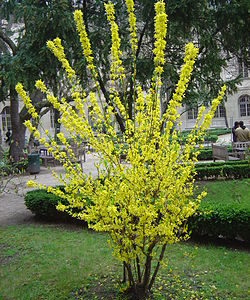 Форзиція звичайна