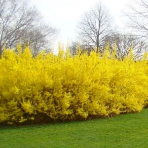 Форзиція європейська