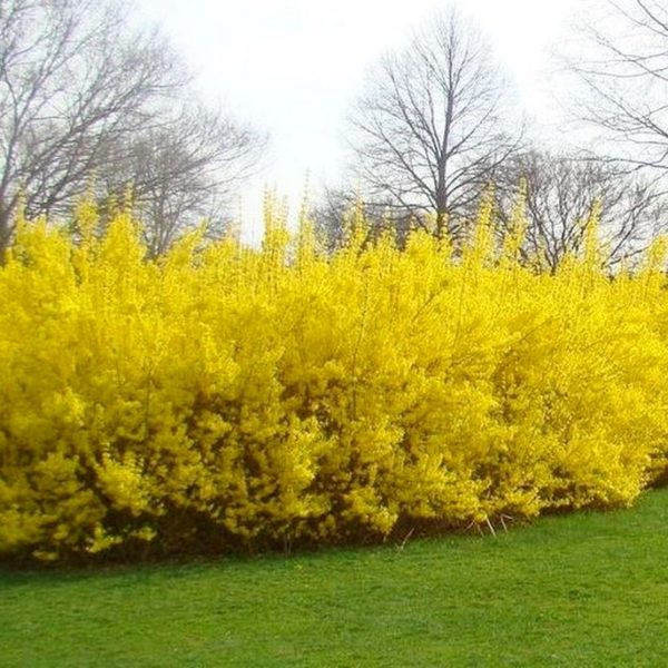 Форзиція європейська