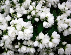 Чубушник махровий карликовий