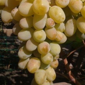 Виноград Алекса