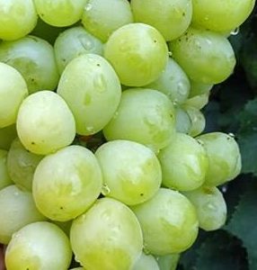 Виноград Вальок