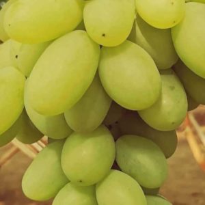 Виноград Васильківський ранній