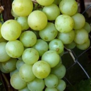 Виноград Галбена