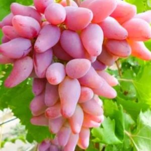 Виноград Каприз