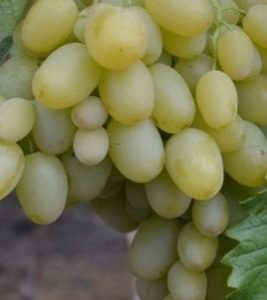 Виноград Мускат посада